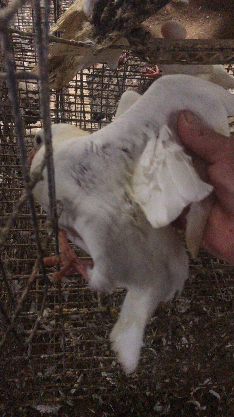生鲜乳鸽，半净堂4两以上，饭店煲汤专用，批发零售，长期供应