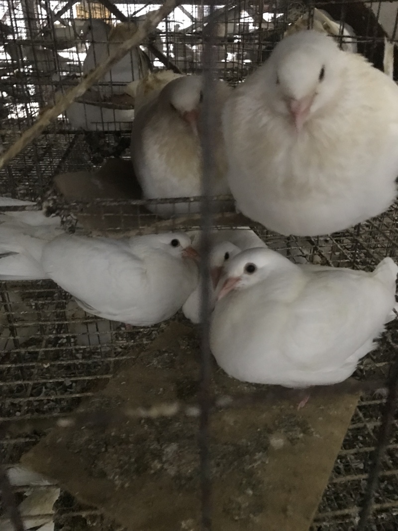 生鲜乳鸽，半净堂4两以上，饭店煲汤专用，批发零售，长期供应