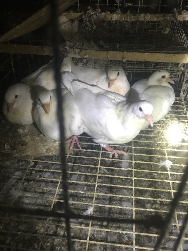 生鲜乳鸽，半净堂4两以上，饭店煲汤专用，批发零售，长期供应