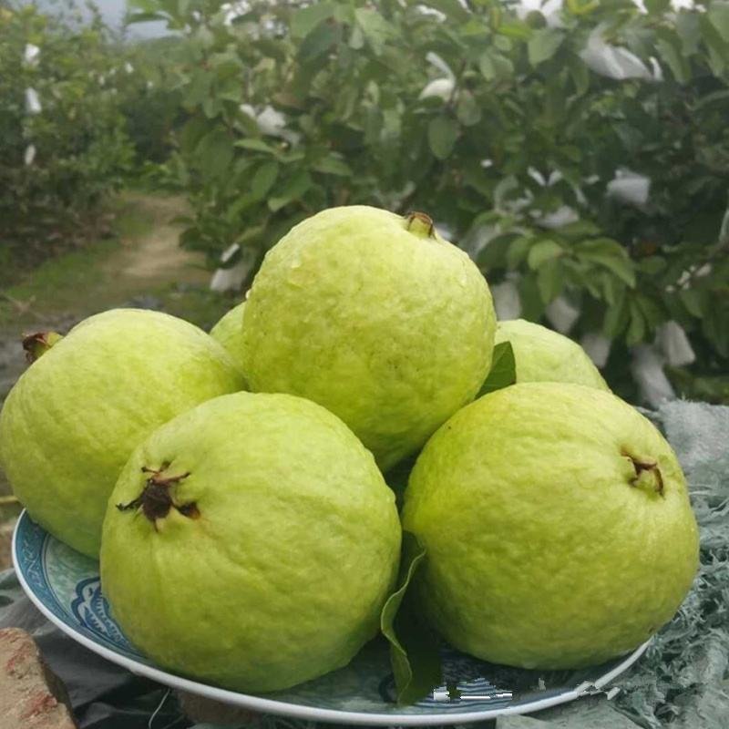 珍珠番石榴苗白心番石榴苗番石榴苗四季番石榴苗