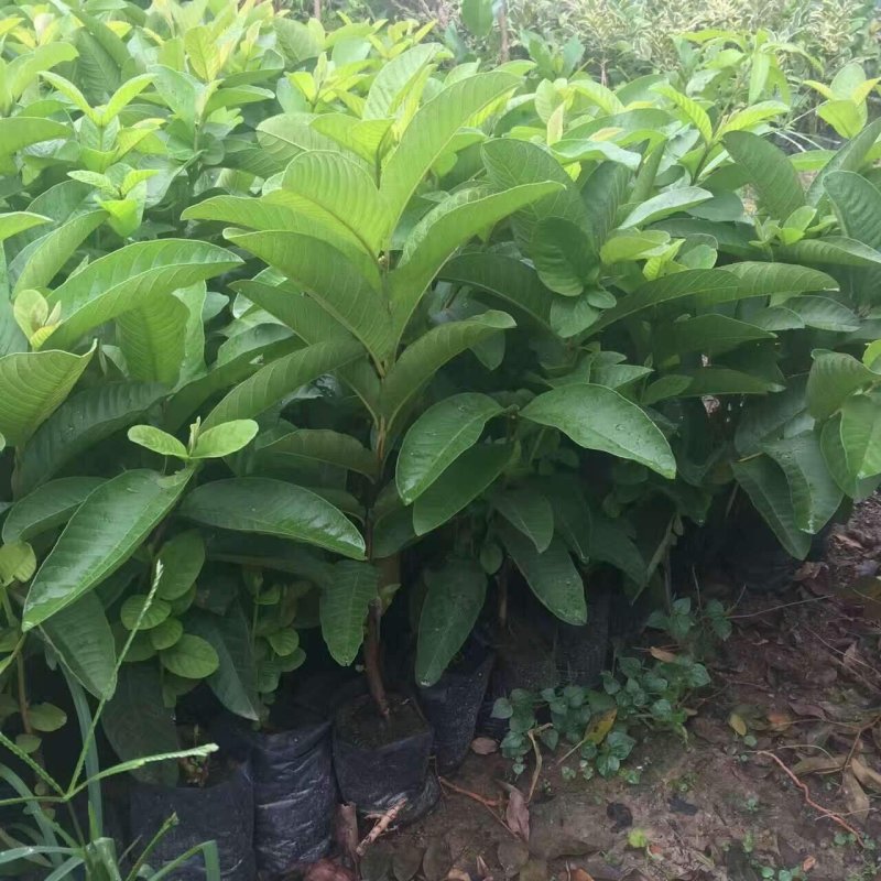 珍珠番石榴苗白心番石榴苗番石榴苗四季番石榴苗