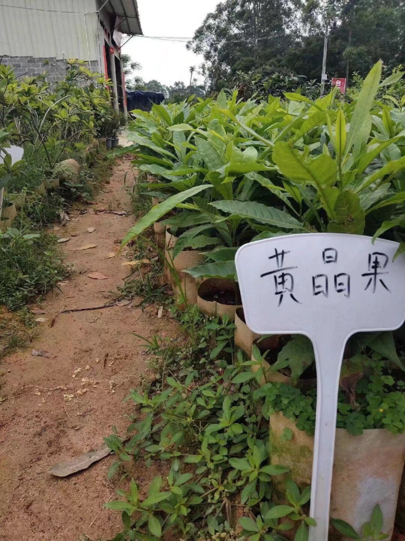 黄晶果苗黄金果苗原土杯苗包邮