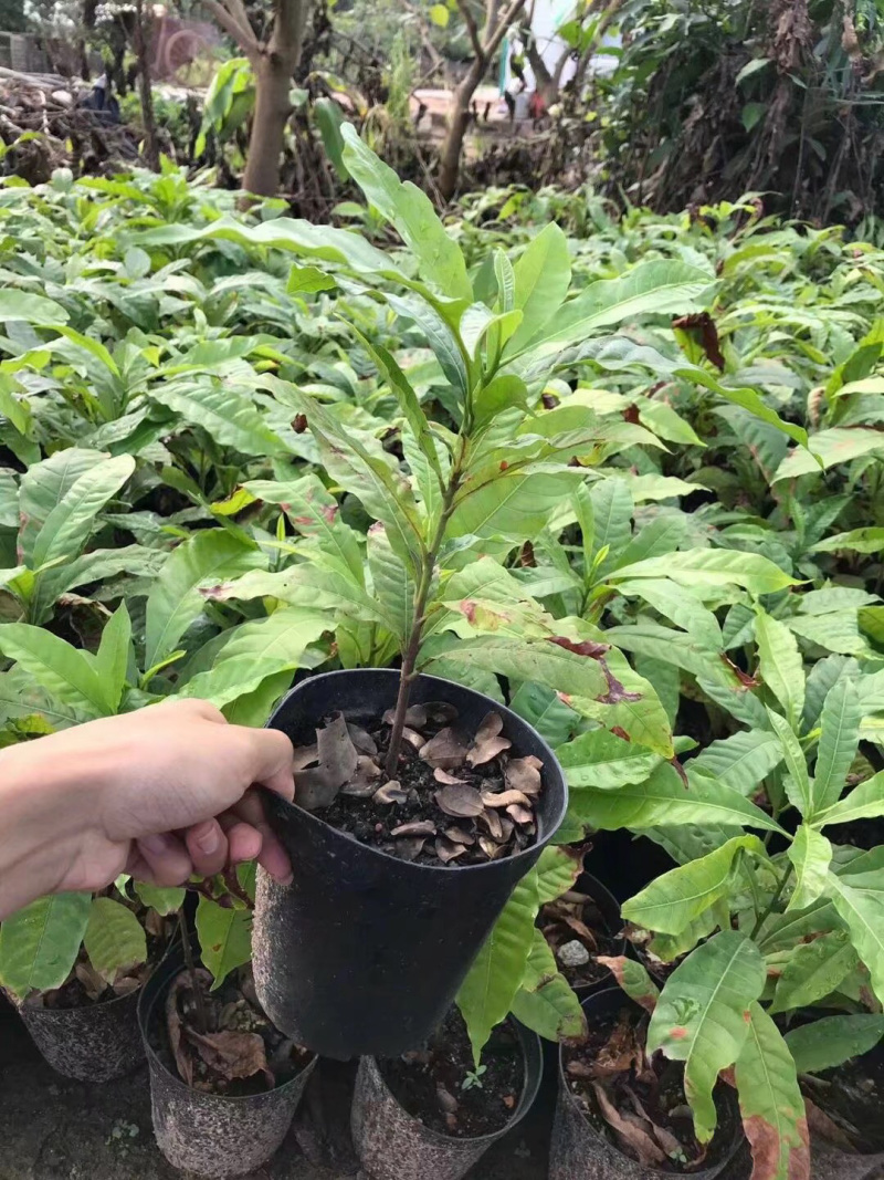 黄晶果苗黄金果苗原土杯苗包邮