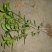 桂花小苗桂花树包邮金桂桂花籽播苗八月桂花树苗浓香型桂花树