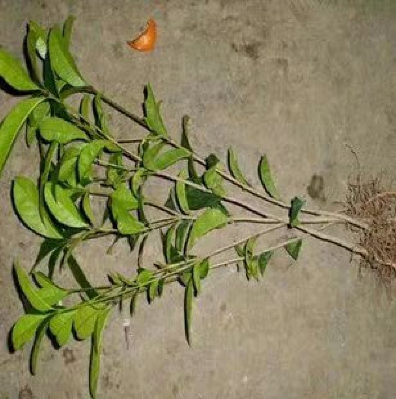 桂花小苗桂花树包邮金桂桂花籽播苗八月桂花树苗浓香型桂花树