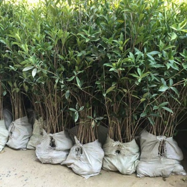 桂花小苗桂花树包邮金桂桂花籽播苗八月桂花树苗浓香型桂花树