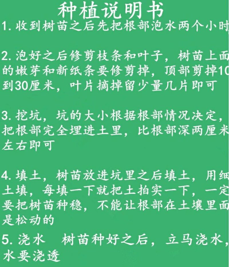 桂花小苗桂花树包邮金桂桂花籽播苗八月桂花树苗浓香型桂花树