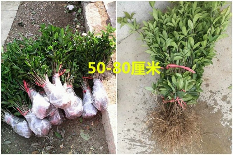 桂花小苗桂花树包邮金桂桂花籽播苗八月桂花树苗浓香型桂花树