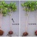 桂花小苗桂花树包邮金桂桂花籽播苗八月桂花树苗浓香型桂花树