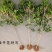 桂花小苗桂花树包邮金桂桂花籽播苗八月桂花树苗浓香型桂花树
