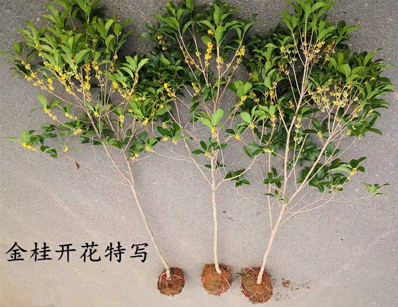 桂花小苗桂花树包邮金桂桂花籽播苗八月桂花树苗浓香型桂花树