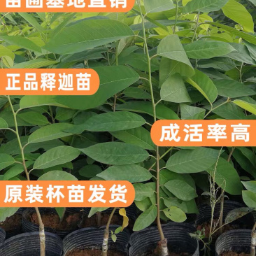 台湾嫁接凤梨释迦番荔枝蜜佛头果佛陀果树苗木当年结果