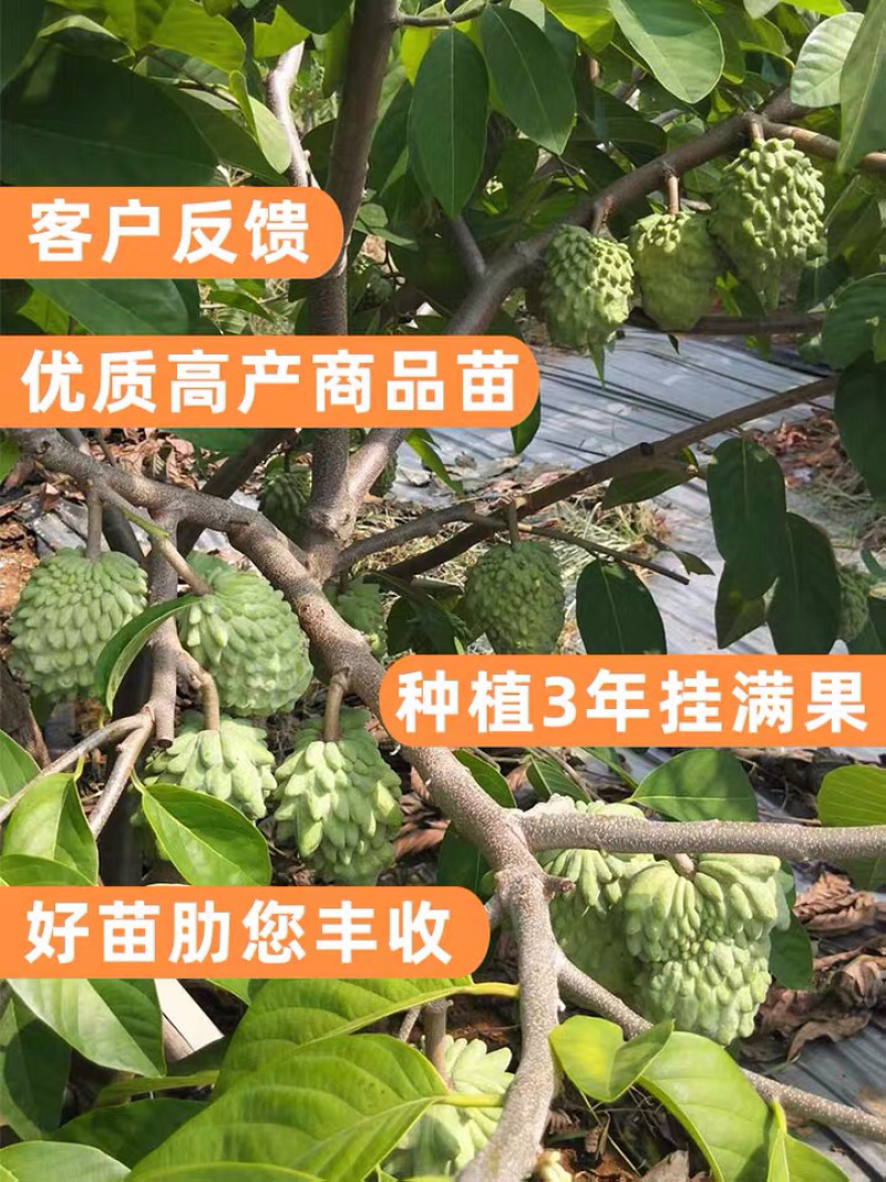 台湾嫁接凤梨释迦番荔枝蜜佛头果佛陀果树苗木当年结果