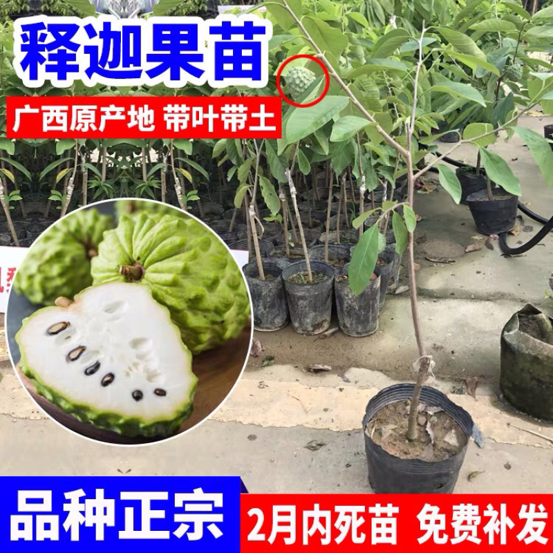 台湾嫁接凤梨释迦番荔枝蜜佛头果佛陀果树苗木当年结果