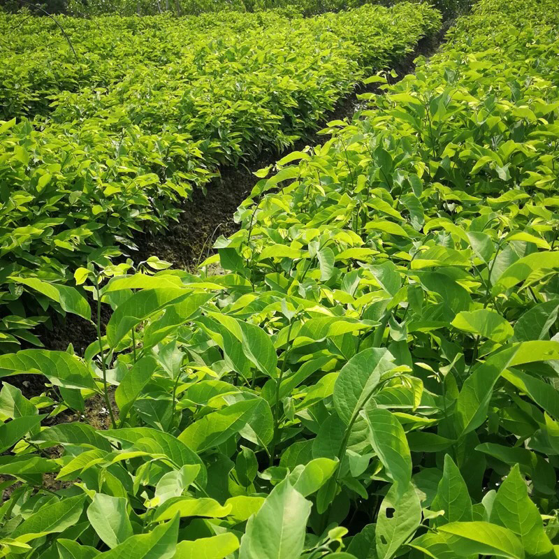 台湾嫁接凤梨释迦番荔枝蜜佛头果佛陀果树苗木当年结果