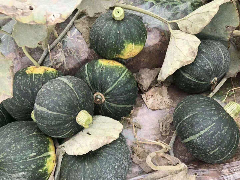 新西兰南瓜板栗南瓜青南瓜一件代发上海发货