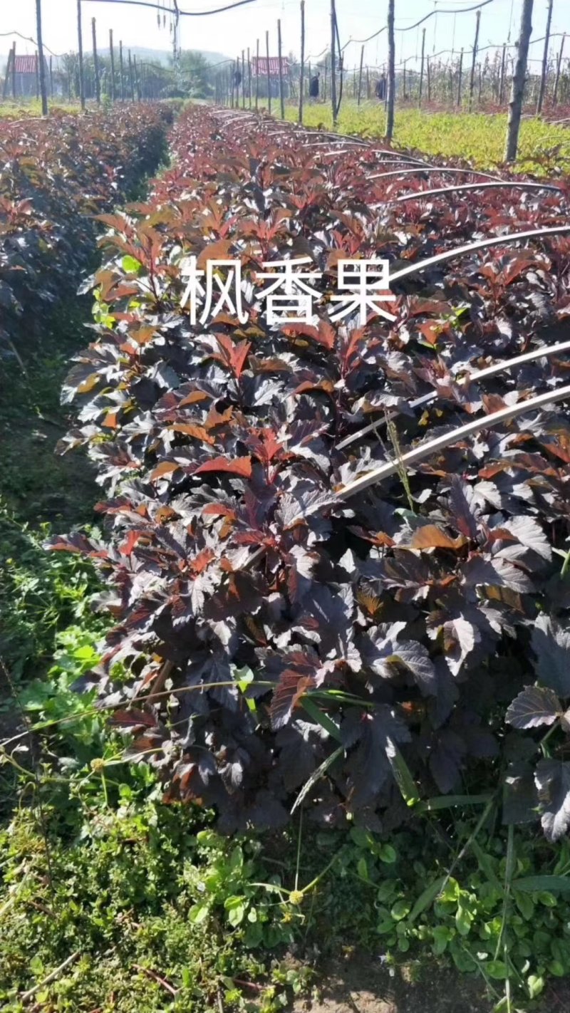 紫叶枫箱果，金叶枫箱果。产地直销，还有杯苗。