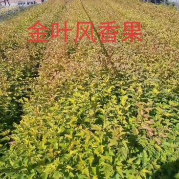 紫叶枫箱果，金叶枫箱果。产地直销，还有杯苗。