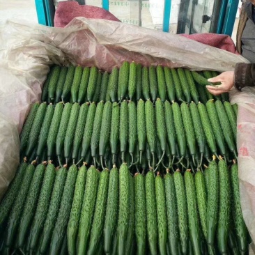 【密刺黄瓜】山东兰陵黄瓜大量上市，颜色好，条型顺直
