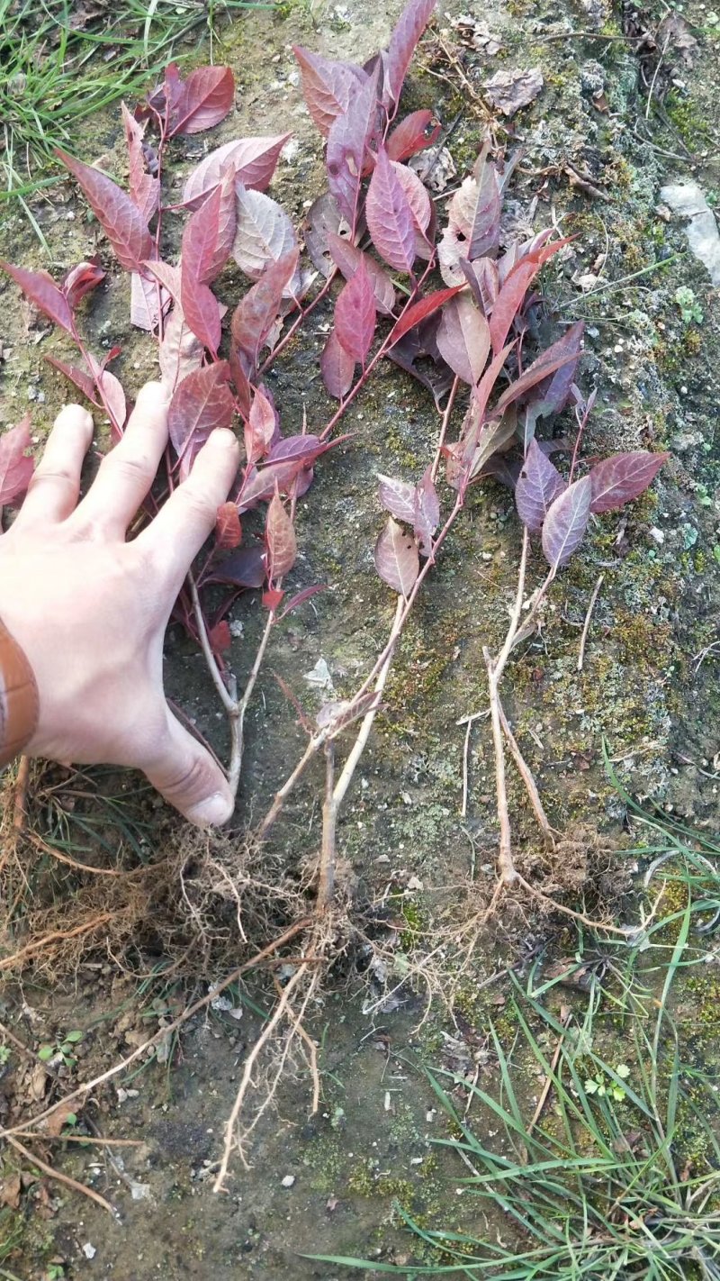 红叶李，各种规格红叶李，还有杯苗，产地直销，全国邮寄。