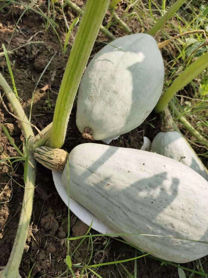 新疆贵族南瓜一件代发上海发货板栗南瓜香糯板栗味