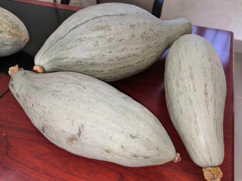 新疆贵族南瓜一件代发上海发货板栗南瓜香糯板栗味