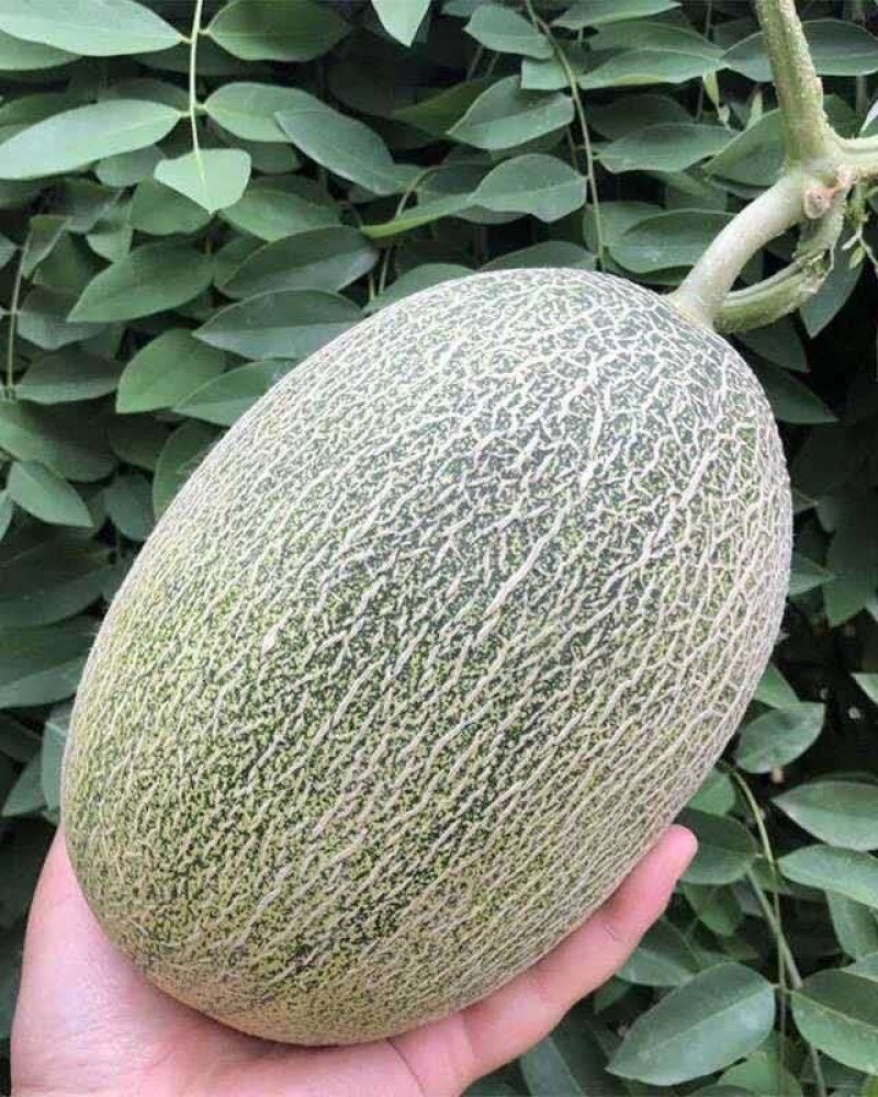 晓蜜25西洲蜜二五山东甜瓜，价格便宜，脆甜爽口，耐运输
