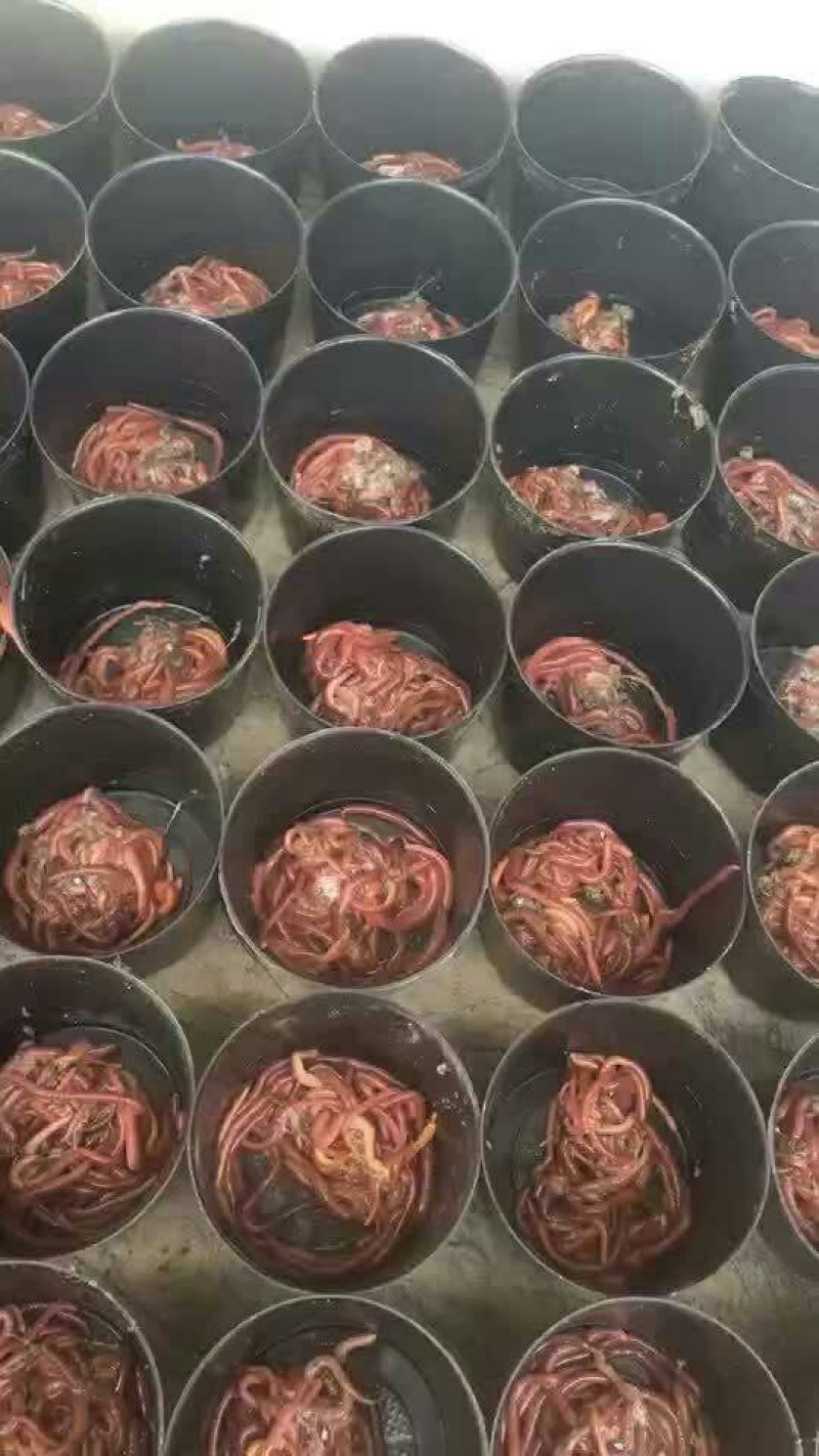 基地长年直供盒装，袋装蚯蚓，活力好盒中存活10一半月左右