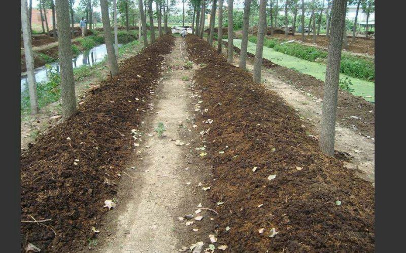 基地长年直供盒装，袋装蚯蚓，活力好盒中存活10一半月左右