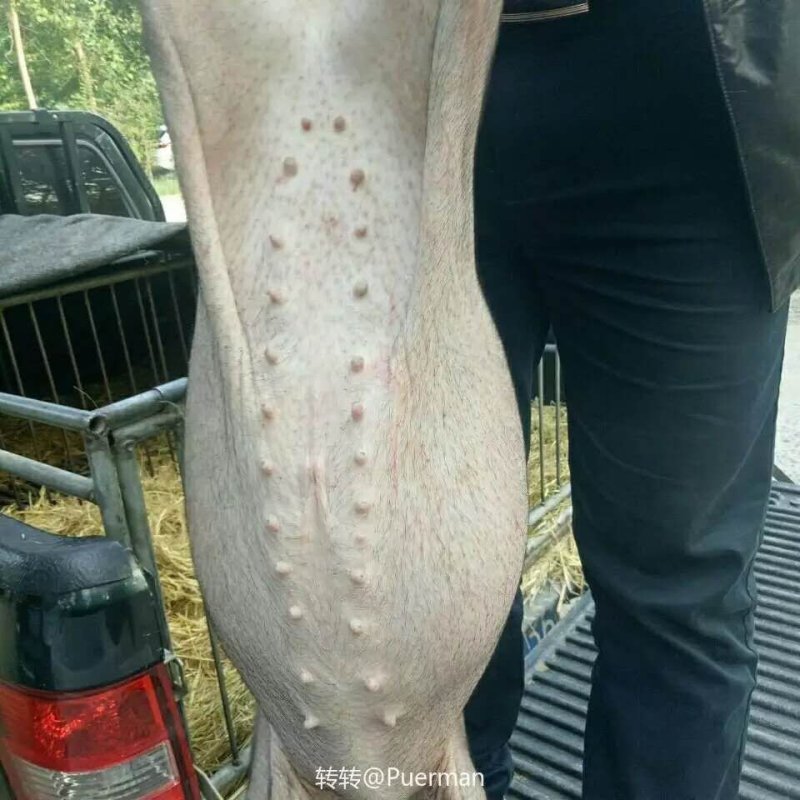 本场常年出售各种优质苗猪及母猪苗
