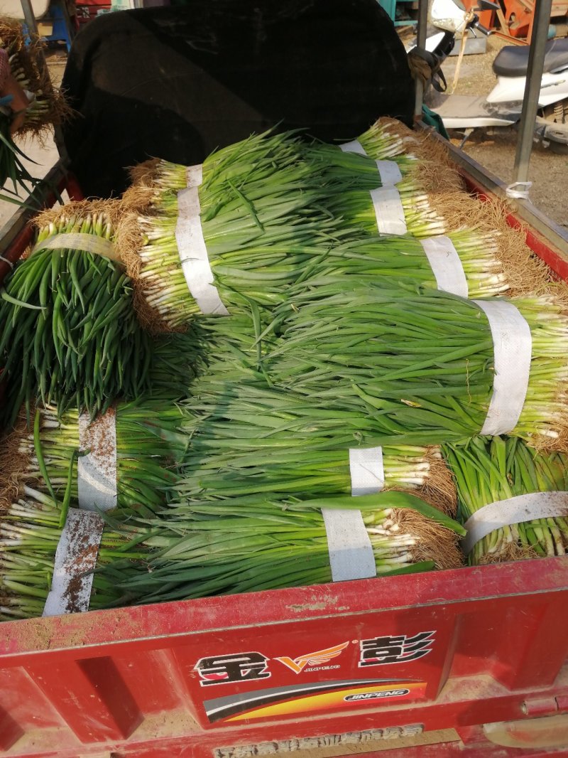 黑叶钢葱！大葱种苗！四季小香葱！