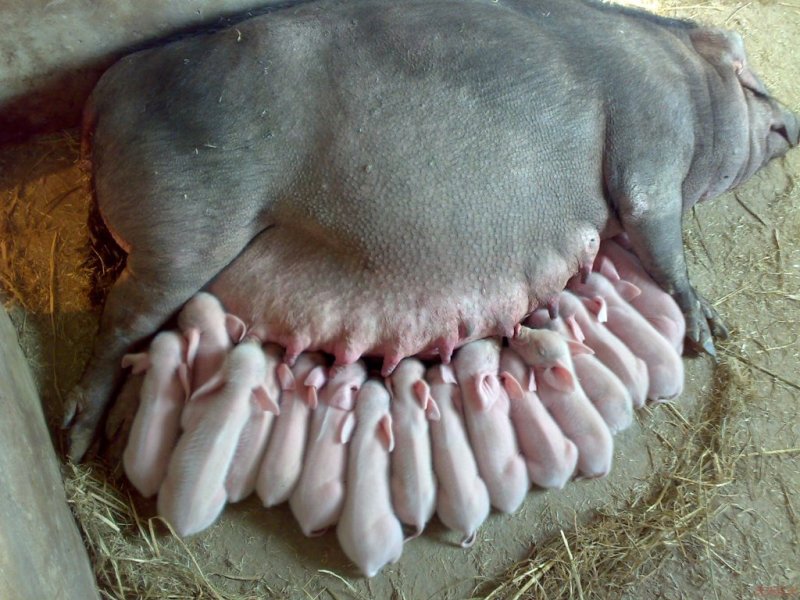 苗猪出售