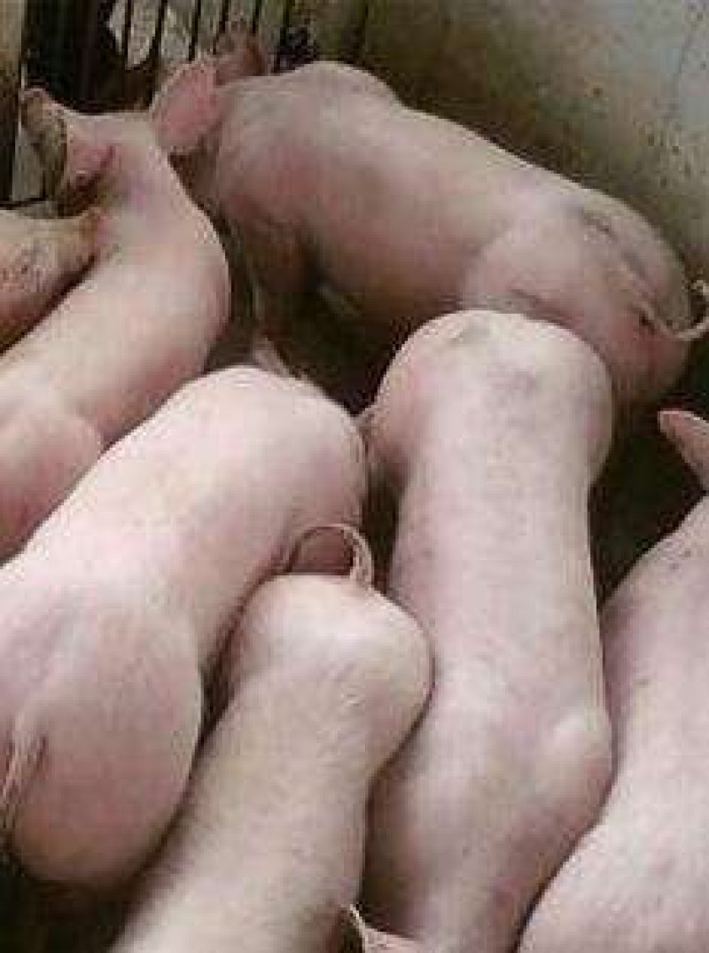 苗猪出售