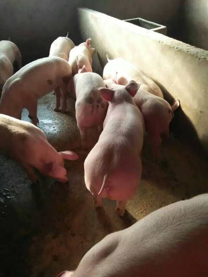 苗猪出售