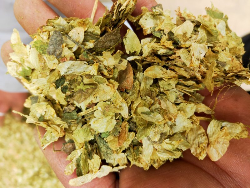 啤酒花新货保含量不满意保退换要多了有优惠
