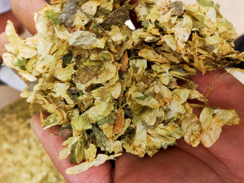 啤酒花新货保含量不满意保退换要多了有优惠