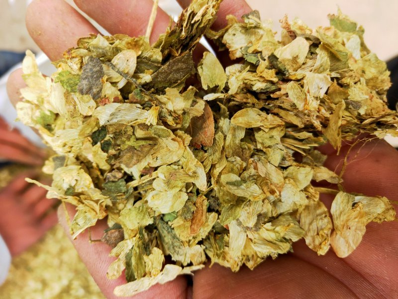 啤酒花新货保含量不满意保退换要多了有优惠