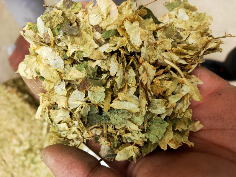 啤酒花新货保含量不满意保退换要多了有优惠