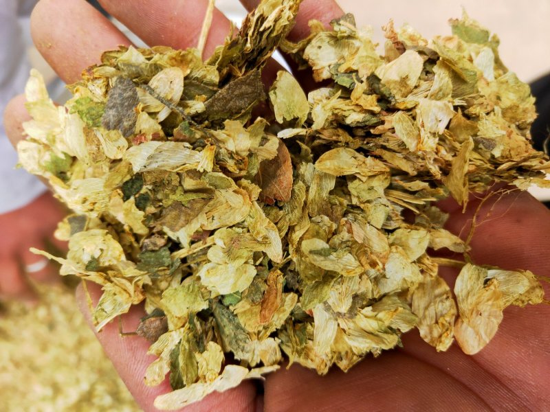 啤酒花新货保含量不满意保退换要多了有优惠