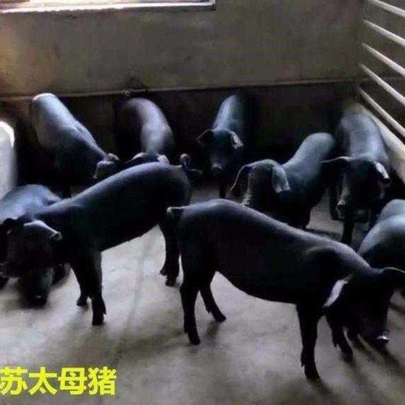 本场常年出售各种优质苗猪