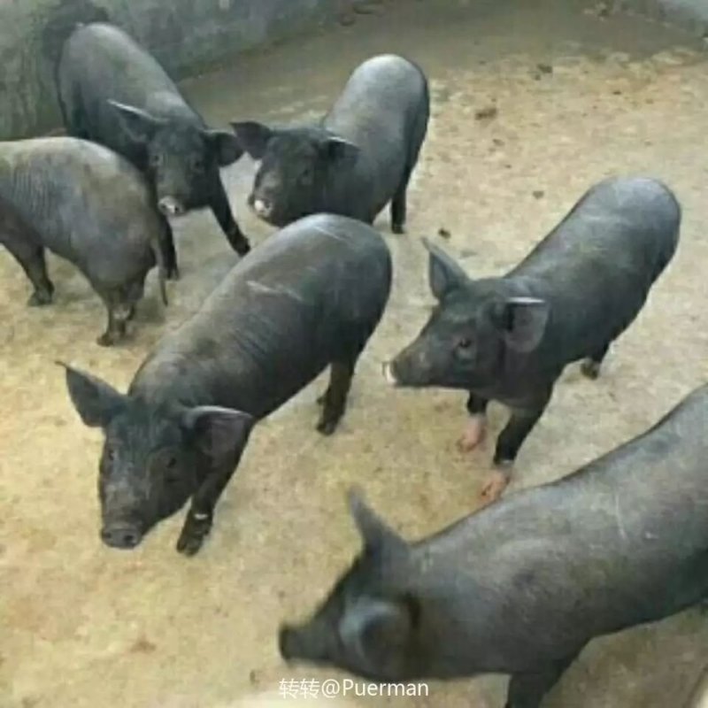 本场常年出售各种优质苗猪