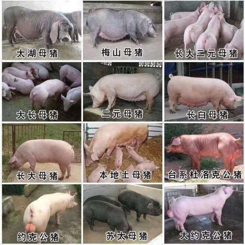 本场常年出售各种优质苗猪
