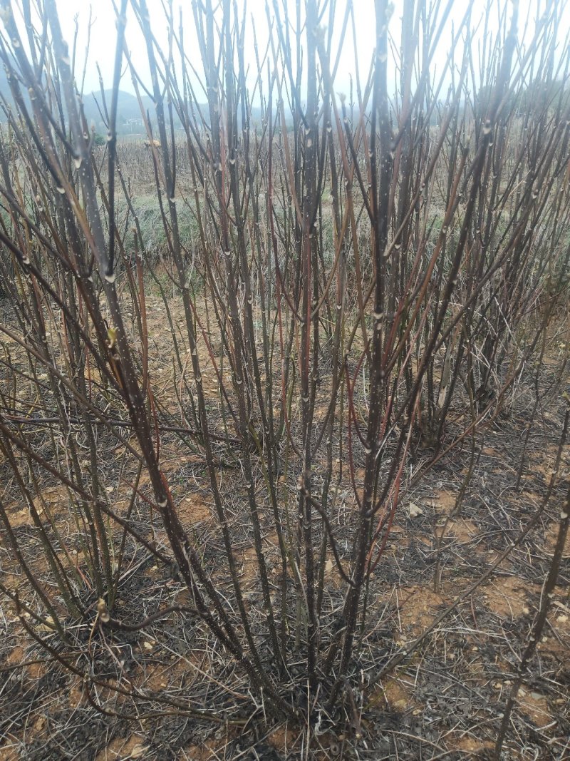 中花吴荣茱萸苗