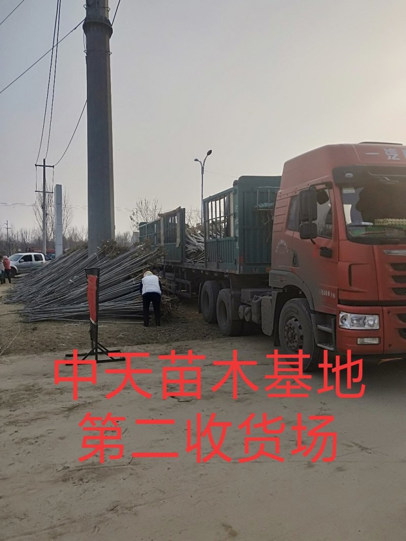 【推荐】:白蜡一二三级规格齐全专业种植产地直发