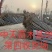 【推荐】:白蜡一二三级规格齐全专业种植产地直发
