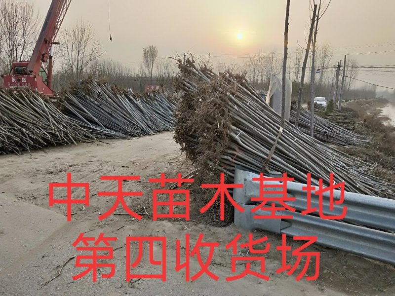 【推荐】:白蜡一二三级规格齐全专业种植产地直发