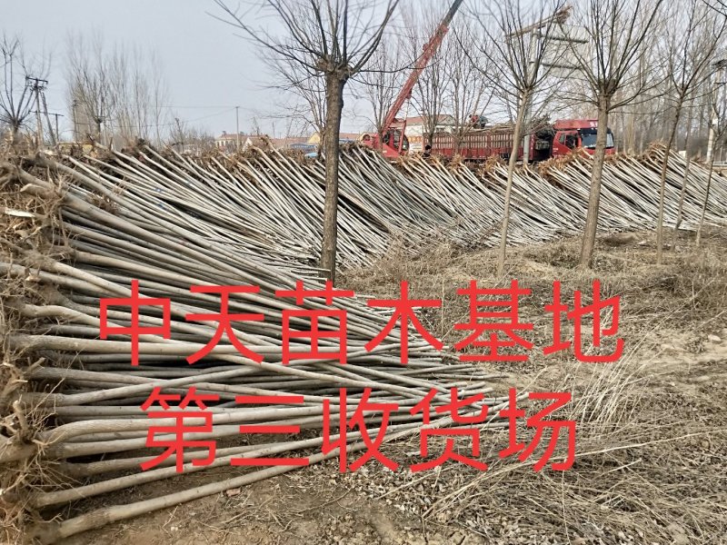 【推荐】:白蜡一二三级规格齐全专业种植产地直发