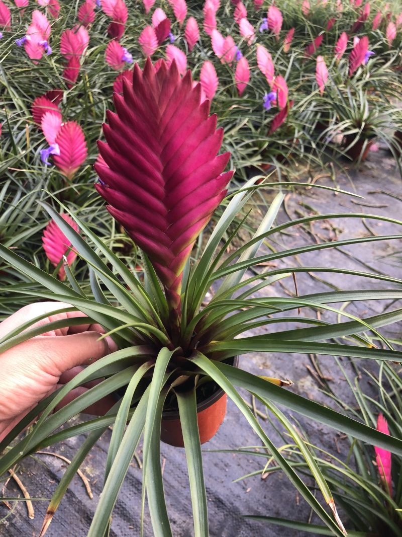 铁兰颜色鲜艳质量好价格优盆栽植物青州基地出货