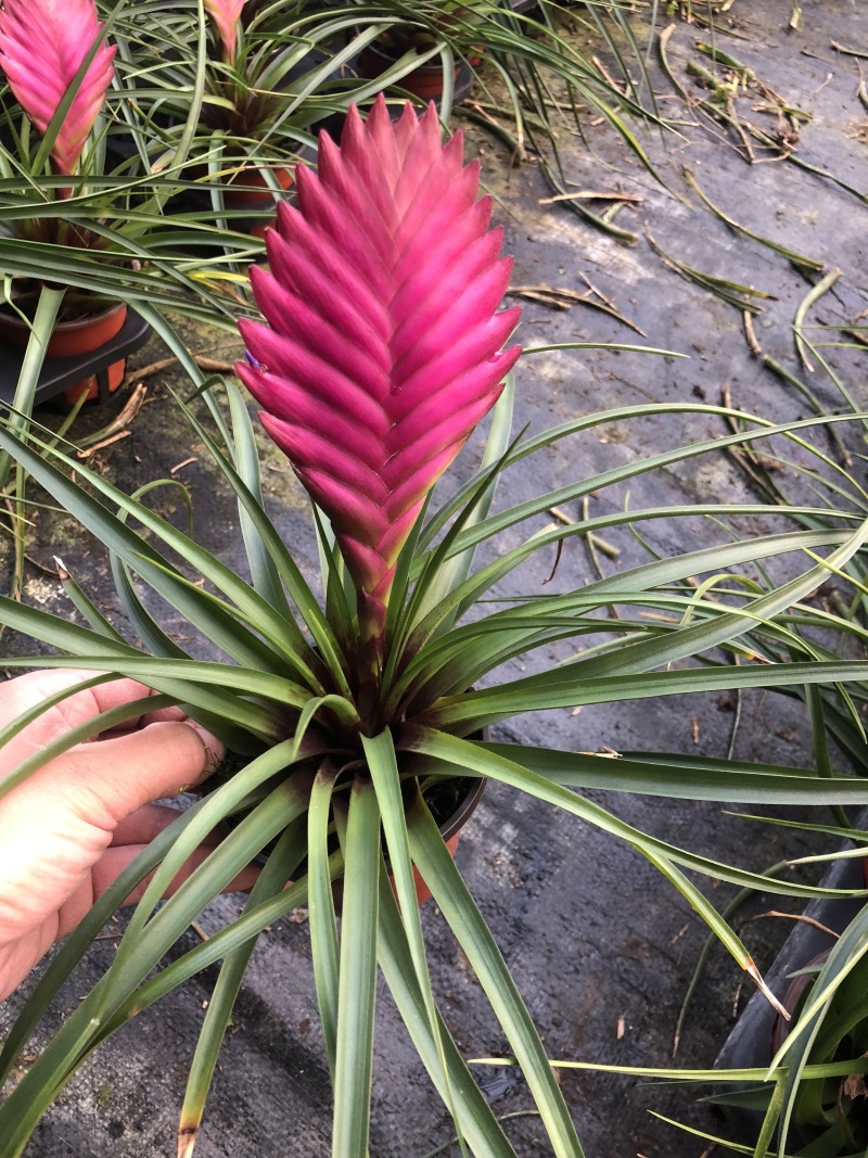 铁兰颜色鲜艳质量好价格优盆栽植物青州基地出货