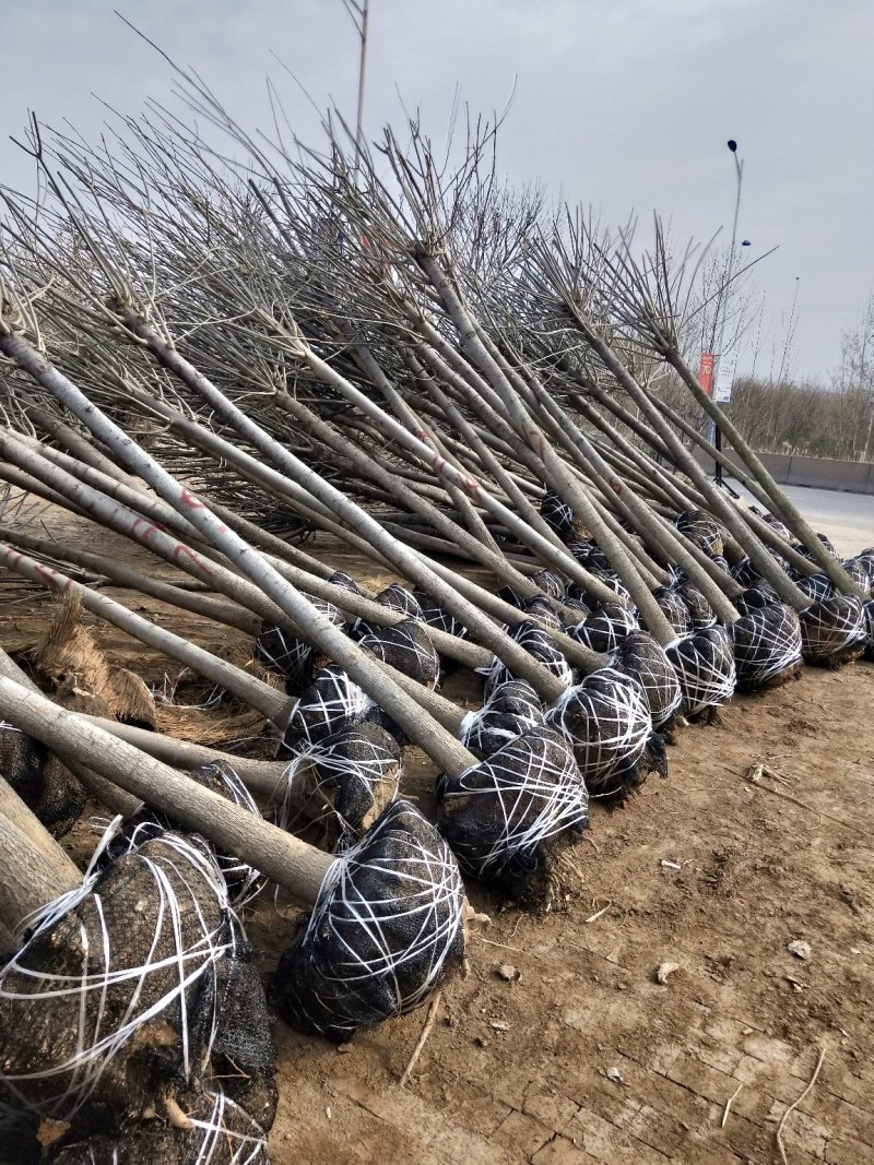 【推荐】:白蜡一二三级规格齐全专业种植产地直发